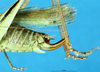 CollectionObject 1543085; 8b460213-6e37-4440-9bbb-c82f66aea8d1: female ovipositor (holotype of Vichetia helleri). (CollectionObject).