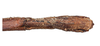 CollectionObject 1597521; 9e05fec8-57d5-4703-a3f8-42dcef99cdf3, QIMR T250921: copyright QM. female: end of abdomen, ventral view (holotype). (CollectionObject).