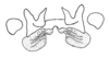 Monneacris fascipes Amédégnato & Descamps, 1979: Fig. 67. epiphallus (from Tabatinga). (Otu).