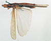 CollectionObject 1501038; bfb36fa2-d52c-4168-a794-1d386535e233, DORSA BAdesdahT01: male, dorsal view (holotype). (CollectionObject).