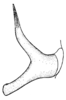 Anaulacomera (Anallomes) intermedia Brunner von Wattenwyl, 1878: Fig. 23 (specimen from Petropolis, Brazil). male cercus. (Otu).
