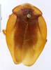 CollectionObject 1587268; MNHN(SF IMPORT DUPLICATE) MNHN-EP-EP1180, c7af4e01-cc24-46e8-b6e9-e1d16e4c0fbb: CC BY-NC-ND 4.0/MNHN - Depraetere Marion - 2014. Holotype, male, of trochaini Chopard, 1952. Specimen number: MNHN-EP-EP1180. http://coldb.mnhn.fr/catalognumber/mnhn/ep/ep1180. (CollectionObject).