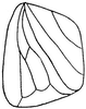 Forewing: !! display not done !! on Lonatura catalina Osborn & Ball, 1898: forewing. (Observation).
