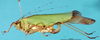 CollectionObject 1503559; 47c47ac8-c0d1-4202-89c1-046d7151e9d5: female, lateral view (paratype). (CollectionObject).
