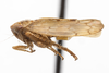 Habitus, lateral view on Eutettix (Eutettix) fulvous Hepner, 1942: (Observation).
