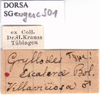 CollectionObject 1530872; 2e77056e-37da-48c1-8aaf-208765f58481: labels (paralectotype). (CollectionObject).