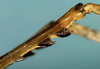 CollectionObject 1517404; 5f79c71b-258d-4752-b864-45360c690f88: apex of hind tibia (syntype of V. rosea). (CollectionObject).