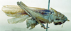 CollectionObject 1566136; 3f24be63-800e-444b-af14-9035251fcd0e: male, lateral view (syntype). (CollectionObject).
