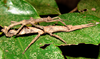 Orestes krijnsi Bresseel & Constant, 2018: Adult pair in nature, Nui Chua N.P., 8.VIII.2014. (Otu).