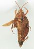 CollectionObject 1572738; 80da03ba-d5b9-43ef-86f8-f7dd40452238: female, dorsal view (paratype). (CollectionObject).