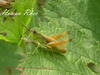 Chorthippus (Chorthippus) hammarstroemi hammarstroemi (Miram, 1907): male (South Korea). (Otu).