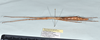 CollectionObject 1559915; 69f249c1-6a19-4cfc-9601-d21466f11b2b: copyright MNHN, Paris. female, lateral view (paratype). (CollectionObject).