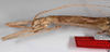 CollectionObject 1576634; 212bea82-7750-41b2-93b4-61e98d27c9c5: copyright FSCA. female: head & thorax, lateral view (paratype). (CollectionObject).