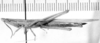 CollectionObject 1525529; 047d4955-caea-41d6-a3e2-6b26b39fd95d: female, lateral view (paralectotype). (CollectionObject).