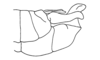 Balachowskyacris cerciata Descamps & Amédégnato, 1972: Fig. 137. male abdomen tip, lateral view. (Otu).