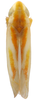 Habitus, dorsal view on Erythridula similalis (Ross & DeLong, 1953): Habitus (MSU collection). (Observation).
