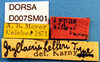 CollectionObject 1504992; 8b999150-c058-459d-b786-0ff8fcdcaa33, DORSA D007SM01: labels (holotype). (CollectionObject).