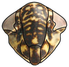 Head: Neoaliturus carbonarius, face (INHS). (Observation).