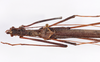 CollectionObject 1561796; ec67d5a5-6c60-4426-b322-87007169dd6f: copyright ZMHB, Berlin. male: head & thorax, dorsal view (holotype). (CollectionObject).
