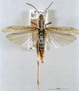 Chorthippus (Glyptobothrus) eisentrauti (Ramme, 1931): female habitus dorsal view (syntype). (Otu).