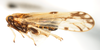 Habitus, lateral view: !! display not done !! on Peregrinus maidis (Ashmead, 1890): (Observation).
