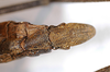 CollectionObject 1557255; f60714aa-cfa4-4b2b-bbe3-67345f8d0c7d: Copyright MNCN, Madrid. female: end of abdomen, ventral view (holotype). (CollectionObject).