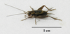 CollectionObject 1597218; e8028bd1-a190-4a6e-9b3d-0b3f6f2155f6: male. (CollectionObject).