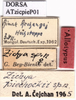 labels (allotype). Depicts CollectionObject 1599188; 445abbd0-8d5f-4c59-811a-71eaa1c2bd5b, a CollectionObject.