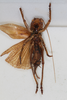 CollectionObject 1505581; b3e6116d-3f53-4a8f-9c00-4a7bebb5c046: female, ventral view (holotype). (CollectionObject).