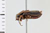 CollectionObject 1506067; 83fd58c7-45d4-404a-84f3-d42a732b1a2c: Male. Syntype. Chile. (CollectionObject).