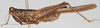 CollectionObject 1578101; NNM 250, 3a594172-3791-42d4-bedf-661b8922f691: male, lateral view (syntype). (CollectionObject).