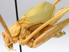 CollectionObject 1568302; 0eb2d2dc-79d9-4616-b735-01840e52ce9f: male, lateral view (paratype). (CollectionObject).