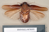Hyposphaeria scabra (Thunberg, 1810): Holotype, male, ventral. BMNH(E)#878095. (Otu).