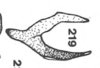 Aedeagus, lateral view on Anisostylus fulgidus (Ball, 1937): (Observation).