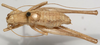 CollectionObject 1527092; ae1f098b-1048-4f8a-9c3e-401653cec50e: male habitus, dorsal view (holotype). (CollectionObject).