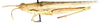 Macroleptea laevigata (Werner, 1914): female, dorso-lateral view. (Otu).