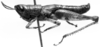 CollectionObject 1533658; 0775a218-398b-4409-864a-14057343bd14: Image Carbonell, C.S. male, lateral view (lectotype). (CollectionObject).