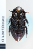 CollectionObject 1573498; 114f512c-dee7-4044-b809-e51dd76ce1a5: Copyright NHM, London. ventral view, non-type. (CollectionObject).