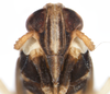 Head on Distantinus fuscipennis (Muir, 1919): (Observation).