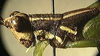 Leptomerinthoprora brevipennis Rehn, 1905: head and pronotum, lateral view. (Otu).