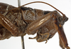 CollectionObject 1530609; 2354f80b-e95d-4349-a26e-1e9cafaeb587: female pronotum, lateral view. (CollectionObject).