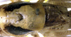Eumetrioptera pavlovskyi Miram, 1935: male pronotum and wings (paratype). (Otu).