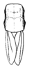 Hebardomastax atopa (Hebard, 1923): Pl. 12, Fig. 1 (after type). male, pronotum and tegmina, dorsal view. (Otu).