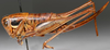 CollectionObject 1517120; 10e19e0d-08b0-4d1f-afde-6a69e9c11da2: female habitus, lateral view (holotype). (CollectionObject).