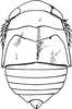 Nymph: !! display not done !! on Penthimia americana Fitch, 1851: (Observation).