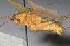 CollectionObject 2376978; bb371f53-4fb4-4895-8d57-75e746bdada8: male, lateral view (syntype). (CollectionObject).