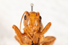 CollectionObject 1536896; 6d156eca-a4d3-4b4b-8899-f1b3c511cbd1: female, anterior view (syntype). (CollectionObject).