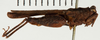 CollectionObject 1529906; 484c73fa-56bc-4530-8d08-6e43bd03bd61: female, lateral view (holotype). (CollectionObject).