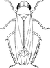 Habitus, dorsal view Depicts Habitus, dorsal view, an Observation.