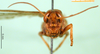 CollectionObject 1584519; 27de41ff-a0de-4716-b497-a5a65b600af7: female, frontal view (syntype). (CollectionObject).